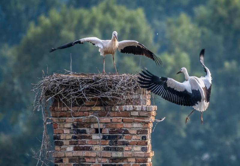 Professional Chimney Animal Removal Services in Golf, Illinois