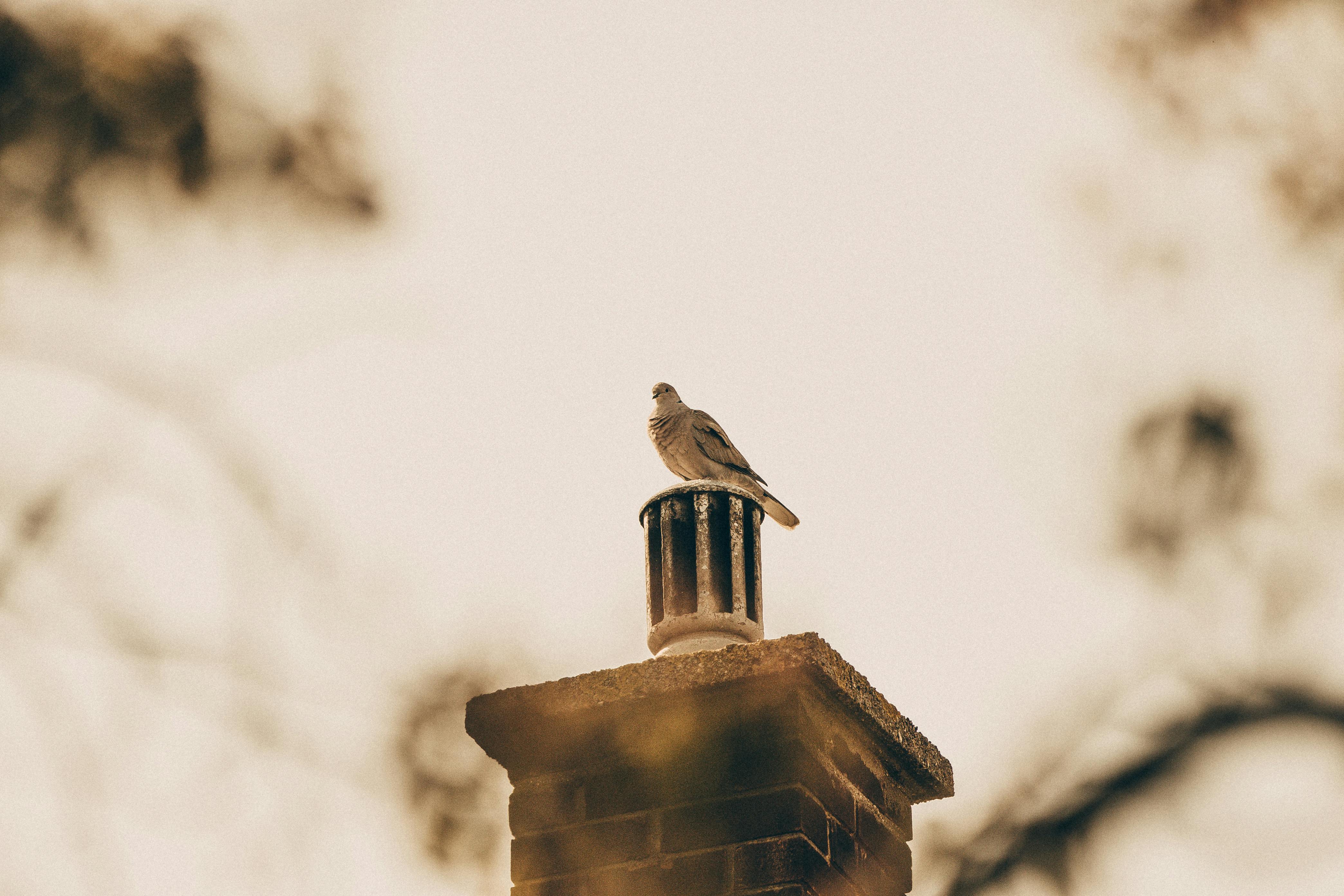 Expert Chimney Cap Installation in Golf, Illinois